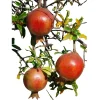 Afganski Pomegranate Live Plant - Puncia Granatum 'Afganski' - Sweet-Tart Fruiting Shrub - Image 1