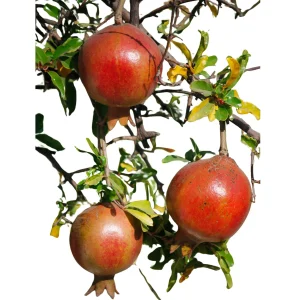 Afganski Pomegranate Live Plant - Puncia Granatum 'Afganski' - Sweet-Tart Fruiting Shrub - Image 1