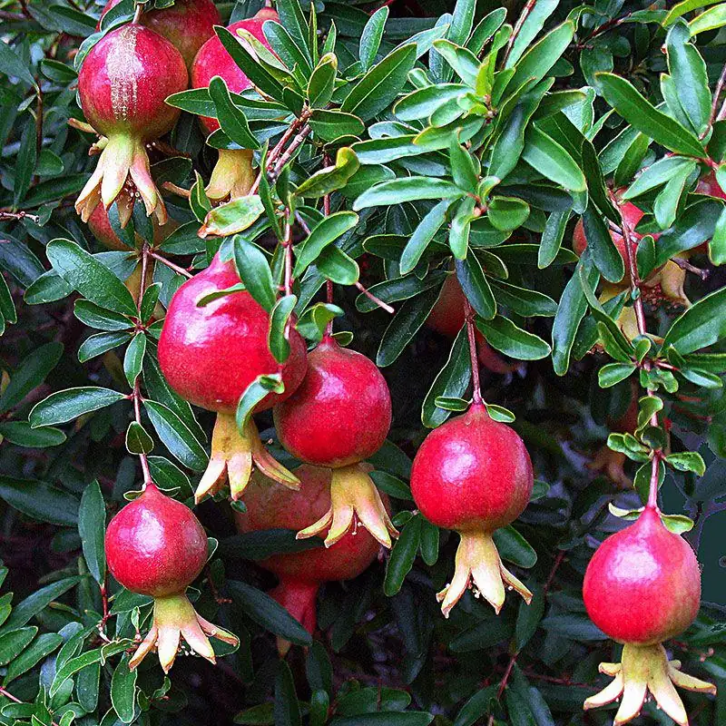 Afganski Russian Pomegranate Tree - 1 Live Starter Plant - Cold Hardy Outdoor Fruit Tree - Image 2