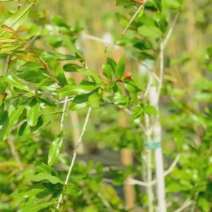 Afganski Russian Pomegranate Tree - 1 Live Starter Plant - Cold Hardy Outdoor Fruit Tree - Image 3