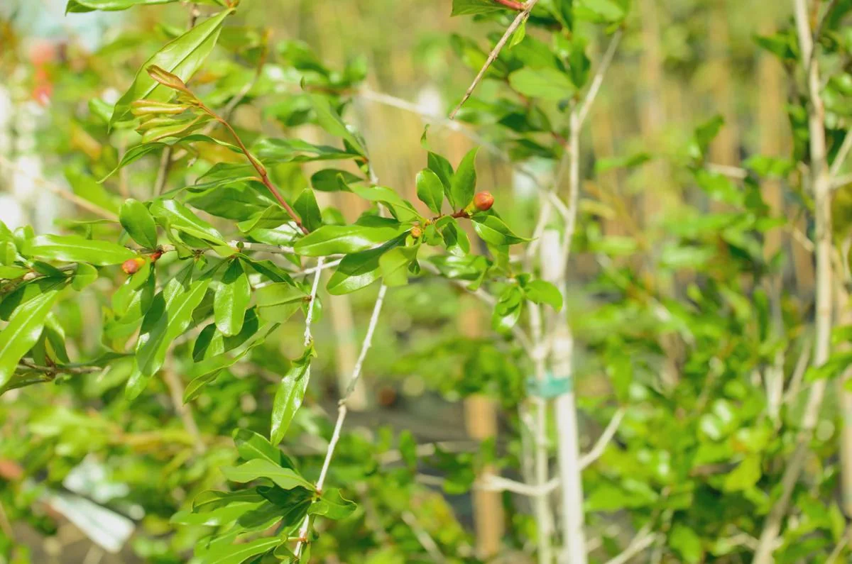 Afganski Russian Pomegranate Tree Starter Plant - Punica granatum 'Afganski' - Cold Hardy - Image 3
