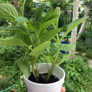 African Potato Mint Live Plant – 3 Organic Plants in Cup – 5-8