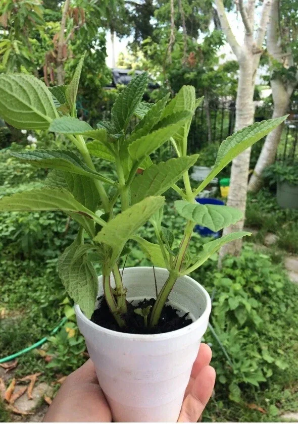 African Potato Mint Live Plant – 3 Organic Plants in Cup – 5-8" Tall Herb - Image 4