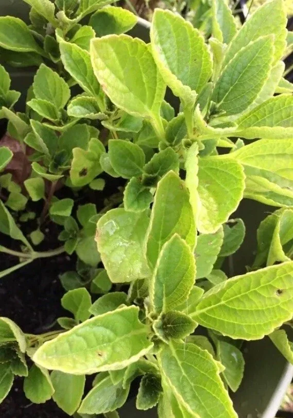 African Potato Mint Live Plant – 3 Organic Plants in Cup – 5-8" Tall Herb - Image 6