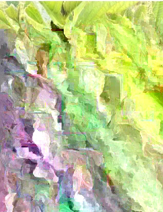 African Potato Mint Live Plant - 3 Plants in Cup, 5-8" Length, Organic Herb - Image 5