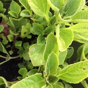 African Potato Mint Live Plant - 3 Plants in Cup, 5-8