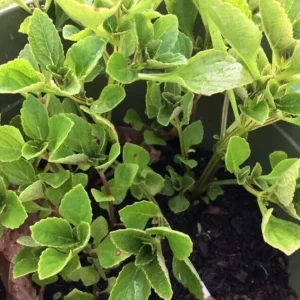 African Potato Mint Live Plant – Organic – 3 Plants in Cup – 5-8