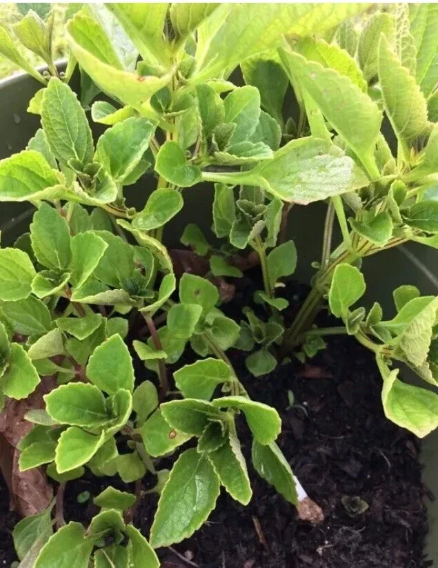 African Potato Mint Live Plant – Organic – 3 Plants in Cup – 5-8" Length - Image 5