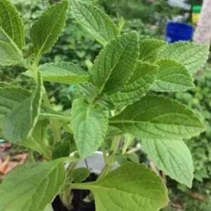 African Potato Mint Live Plants - Set of 3, 5-8" Tall, Plectranthus amboinicus Herb - Image 2