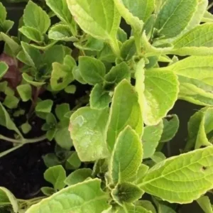African Potato Mint Live Plants - Set of 3, 5-8