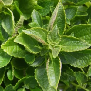 African Potato Mint Live Plants - Set of 3, 5-8