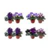 African Violet Live Plant – 2-Pack 4 inch Potted – 12 Colors – Indoor Houseplant - Image 1