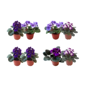 African Violet Live Plant – 2-Pack 4 inch Potted – 12 Colors – Indoor Houseplant - Image 1
