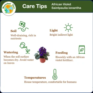 African Violet Live Plant – 2-Pack 4 inch Potted – 12 Colors – Indoor Houseplant - Image 6