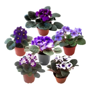African Violet Live Plant 3-Pack – Assorted Colors, 4 Inch Pot Indoor Saintpaulia - Image 3
