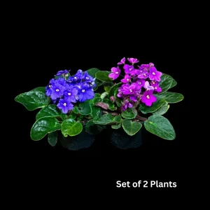 African Violet Live Plant - 4 inch Grow Pot - Indoor Flowering Plant - White, Pink, Violet - Image 3