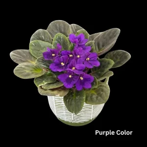 African Violet Live Plant - 4 inch Grow Pot - Indoor Flowering Plant - White, Pink, Violet - Image 4