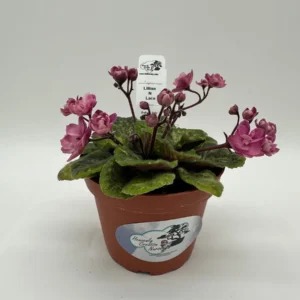 African Violet Live Plant 4" Semi-Mini - Blooming Houseplant - Image 2