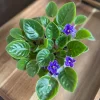 African Violet Live Plant - Blue Blooms, 4" Pot - Indoor Houseplant - Image 1