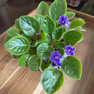 African Violet Live Plant - Blue Blooms, 4