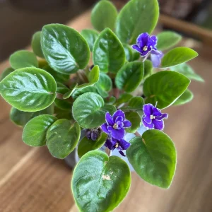 African Violet Live Plant - Blue Blooms, 4