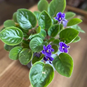 African Violet Live Plant - Blue Blooms, 4
