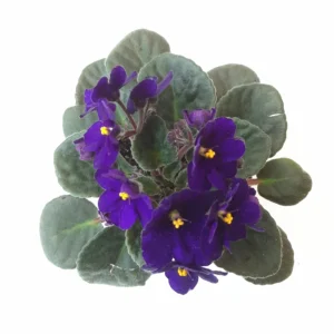 African Violet Live Plant - Blue Flowers - 4 inch Pot - Indoor Saintpaulia - Image 3
