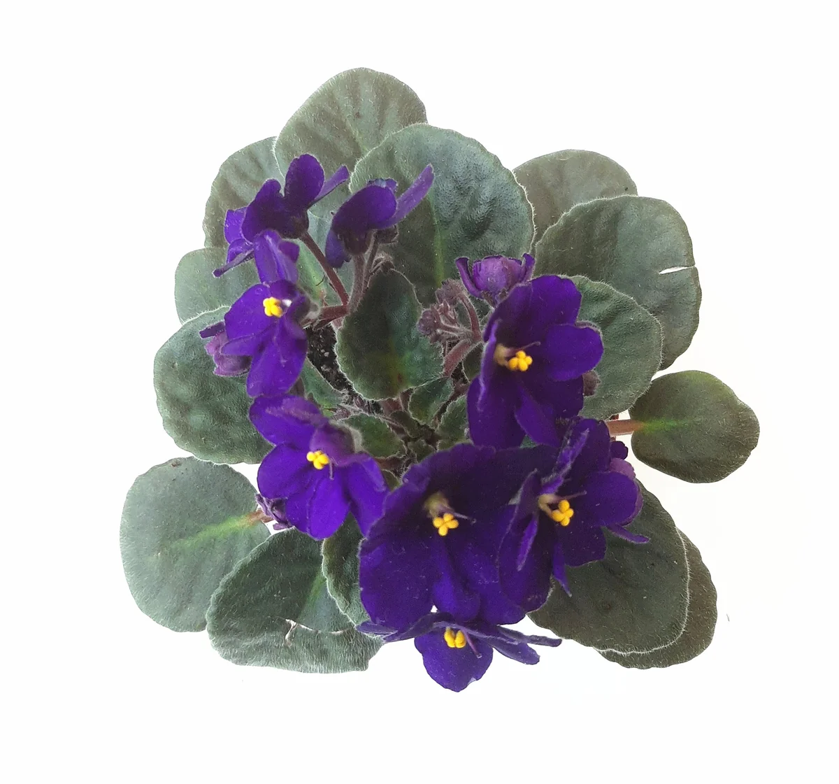 African Violet Live Plant - Blue Flowers - 4 inch Pot - Indoor Saintpaulia - Image 3