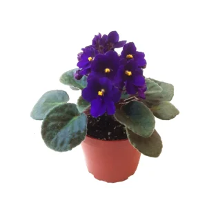 African Violet Live Plant - Blue Flowers - 4 inch Pot - Indoor Saintpaulia - Image 1