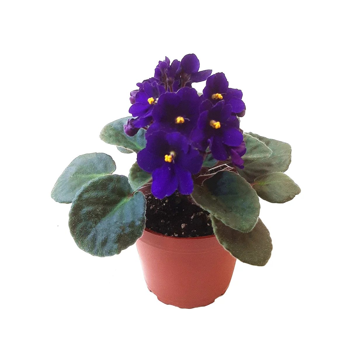 African Violet Live Plant - Blue Flowers - 4 inch Pot - Indoor Saintpaulia - Image 1