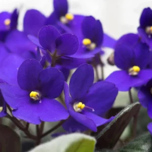 African Violet Live Plant - Dark Blue Flower, 4 Inch Pot, Indoor Houseplant - Image 3