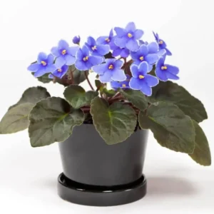 African Violet Live Plant, Light Blue Flower, 4 Inch Pot, Indoor Houseplant - Image 3