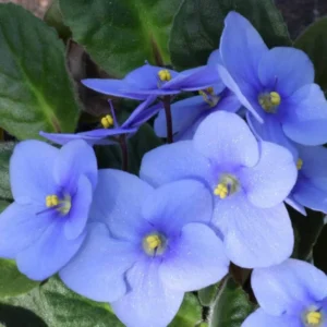 African Violet Live Plant, Light Blue Flower, 4 Inch Pot, Indoor Houseplant - Image 1
