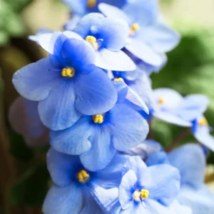 African Violet Live Plant, Light Blue Flower, 4 Inch Pot, Indoor Houseplant - Image 5