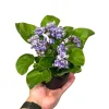 African Violet Live Plant - Light Purple - Blooming Indoor Flowering Plant in 4 Inch Pot - Image 1