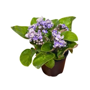 African Violet Live Plant - Light Purple - Blooming Indoor Flowering Plant in 4 Inch Pot - Image 2