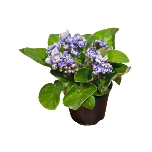African Violet Live Plant - Light Purple - Blooming Indoor Flowering Plant in 4 Inch Pot - Image 3