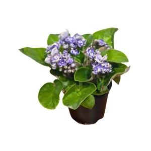 African Violet Live Plant - Light Purple - Blooming Indoor Flowering Plant in 4 Inch Pot - Image 5