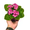 African Violet Live Plant - Magenta Blooming Indoor Flower in 4 Inch Pot - Image 1