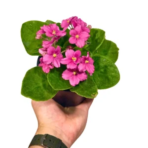 African Violet Live Plant - Magenta Blooming Indoor Flower in 4 Inch Pot - Image 1