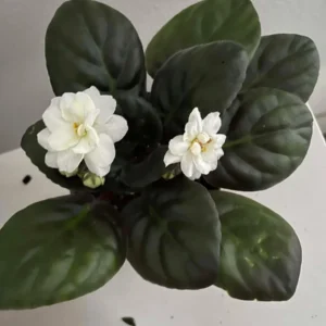 African Violet Live Plant – White Flower Houseplant – 4 Inch Pot – Indoor - Image 2