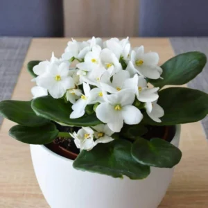 African Violet Live Plant – White Flower Houseplant – 4 Inch Pot – Indoor - Image 4