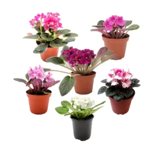 African Violet Live Plants – 5 Flowering Indoor Plants – Assorted Colors – 4