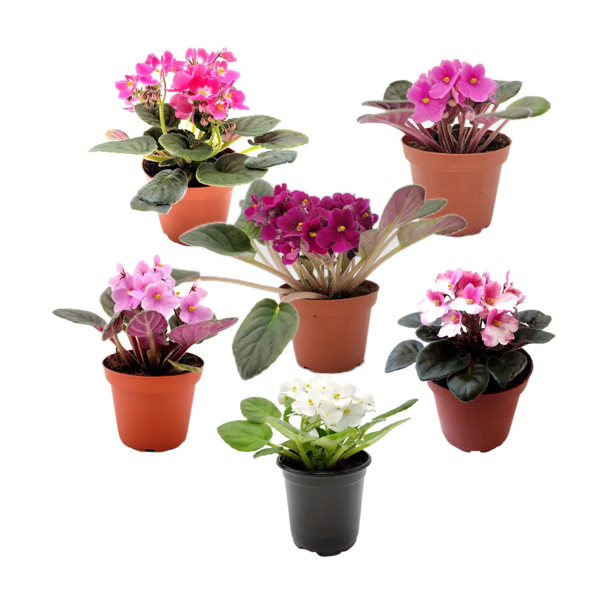 African Violet Live Plants – 5 Flowering Indoor Plants – Assorted Colors – 4" Pots - Image 4