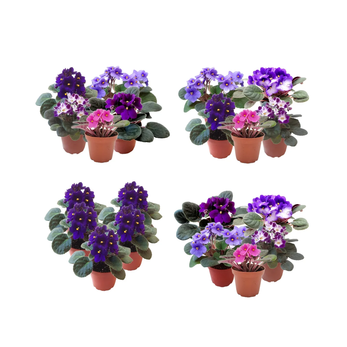 African Violet Live Plants – 5 Flowering Indoor Plants – Assorted Colors – 4" Pots - Image 1