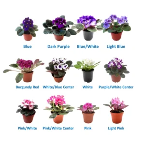 African Violet Plants - 5 Live Flowering Plants, Assorted Colors, 4" Pots, Indoor - Image 2