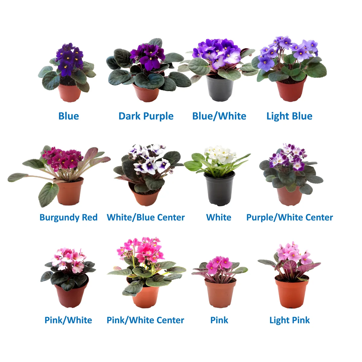 African Violet Plants - 5 Live Flowering Plants, Assorted Colors, 4" Pots, Indoor - Image 2