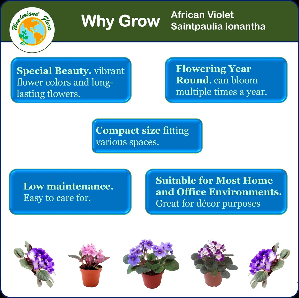 African Violet Plants - 5 Live Flowering Plants, Assorted Colors, 4" Pots, Indoor - Image 5