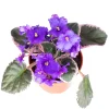 African Violet Variegated Live Plant - 4 inch Pot - Saintpaulia Houseplant - Image 1