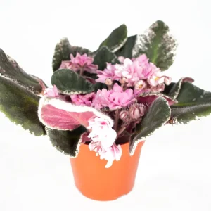 African Violet Variegated Live Plant - 4 inch Pot - Saintpaulia Houseplant - Image 4